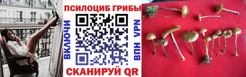 mega зеркало  Нарткала  Галлюциногенные грибы Psilocybe 
